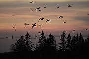 Autunno Canadese (19)
